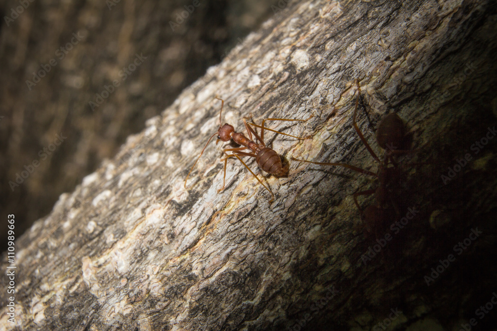 ant closeup ant closeup