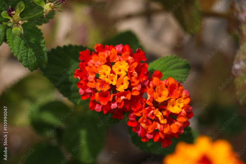Close-up of beautiful bright red and yellow flowers Close-up of beautiful bright red and yellow flowers