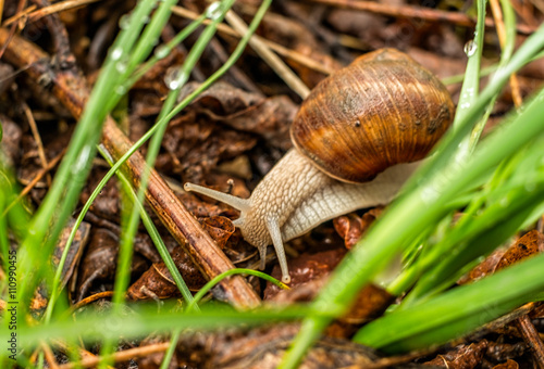 A snail through the garden