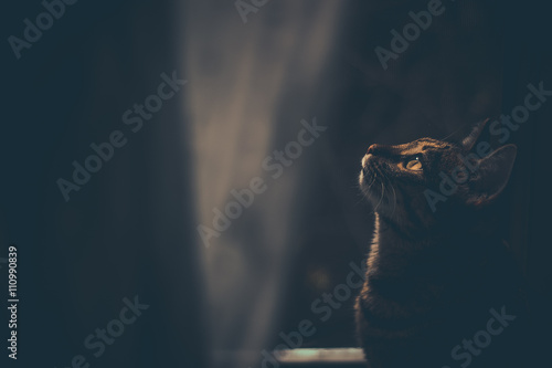 a portrait of tabby cat at night by the window