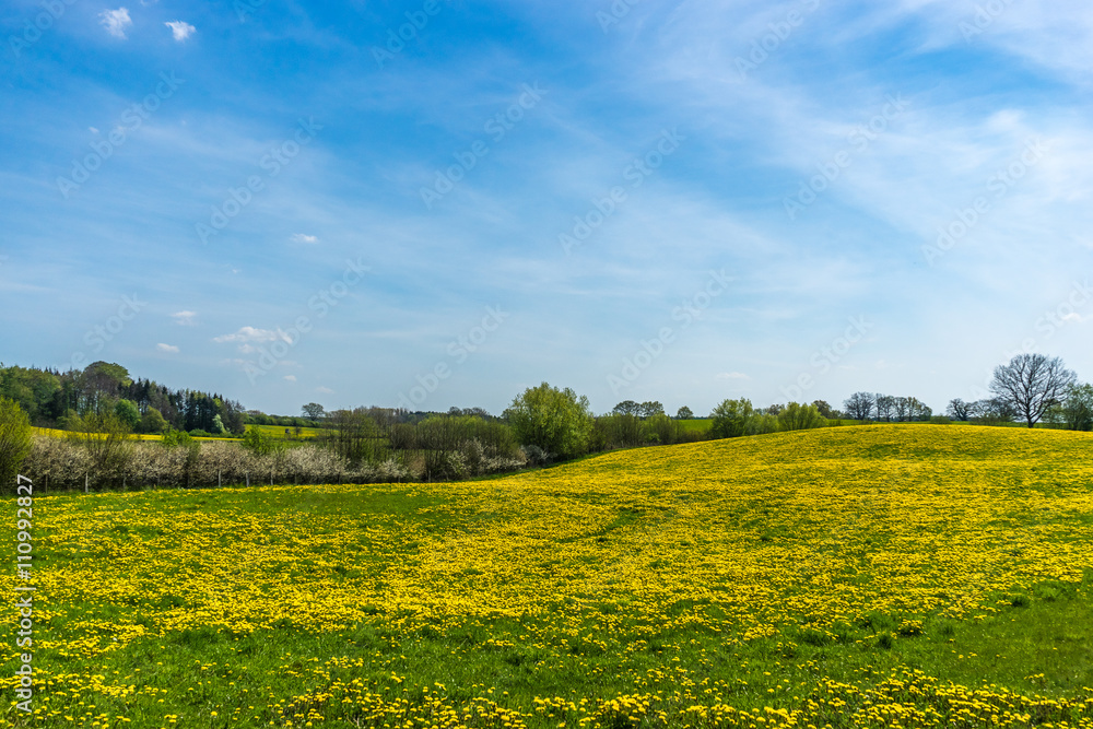 Löwenzahn Wiese mit Baum und Hügel Löwenzahn Wiese mit Baum und Hügel