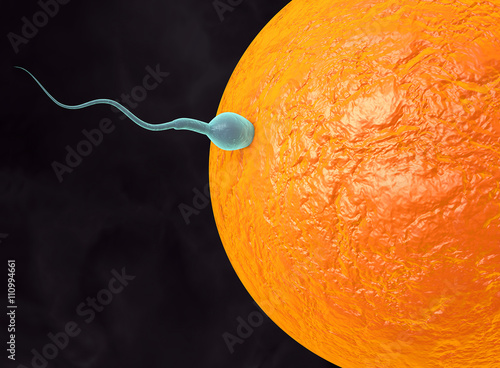 3d illustration of sperm and fertile human egg. Fecundation. Insemination concept. In vitro fertilization photo