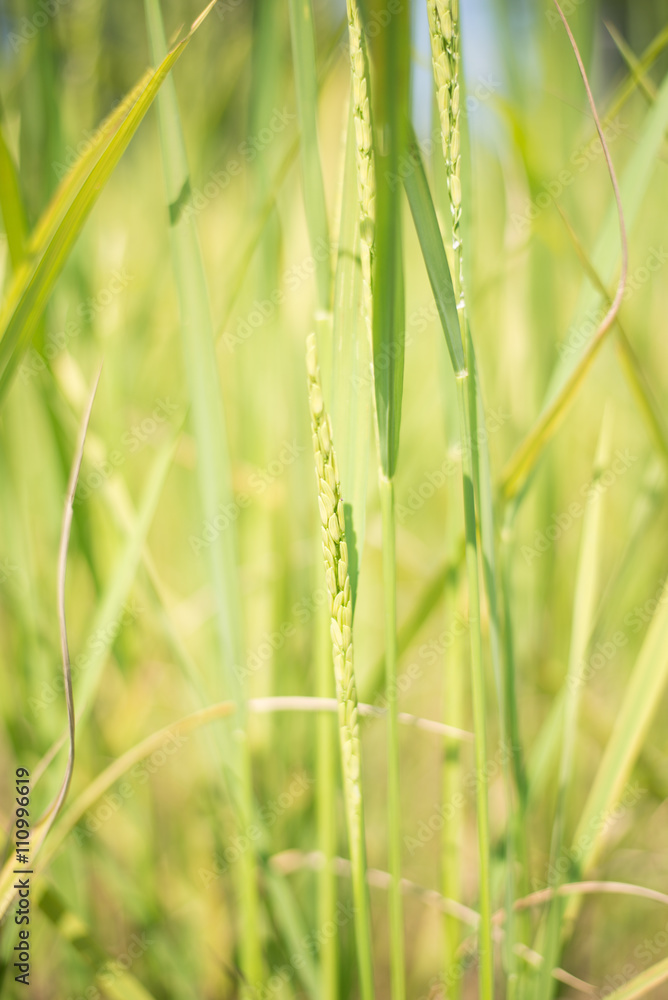 Obraz premium Rice field green grass