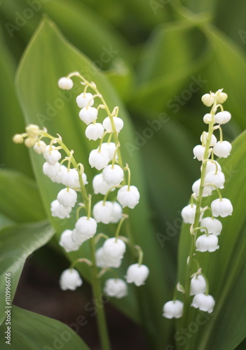 Lily of the valley 