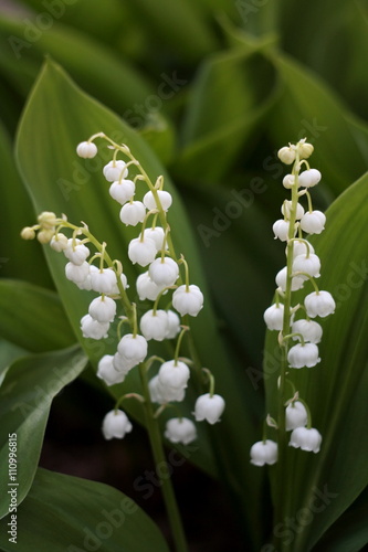 Lily of the valley 