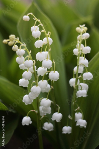 Lily of the valley  in the forest