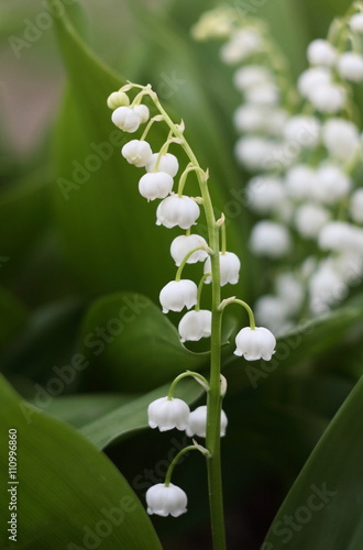 Lily of the valley  in the forest