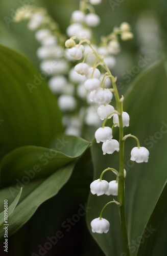 Lily of the valley  in the forest