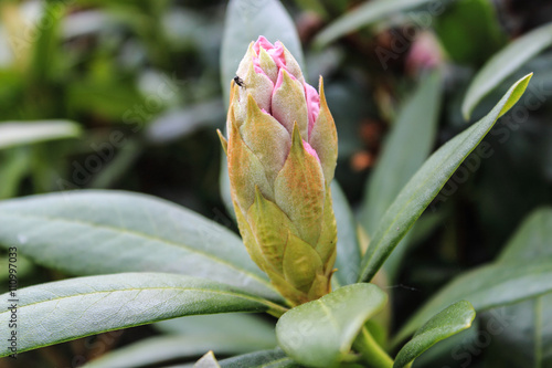 Rhododendron