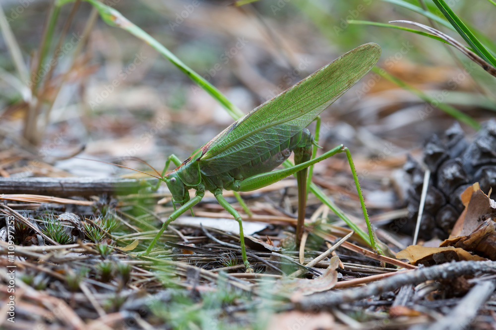 The female green grasshopper lays her eggs in the earth The female green grasshopper lays her eggs in the earth