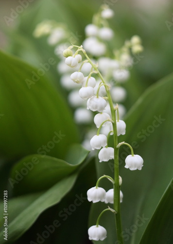 Lily of the valley