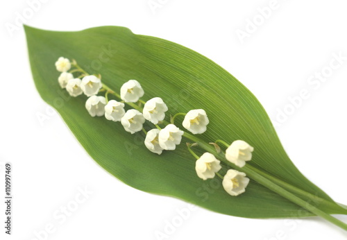 Lily of the valley isolated on the white background