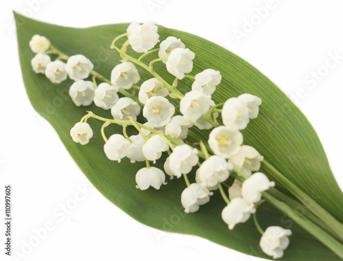 Lily of the valley isolated on the white background