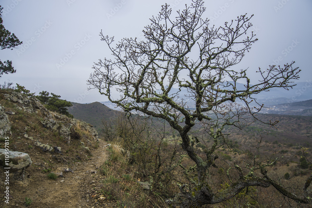 Obraz premium mystical misty mountain landscape 