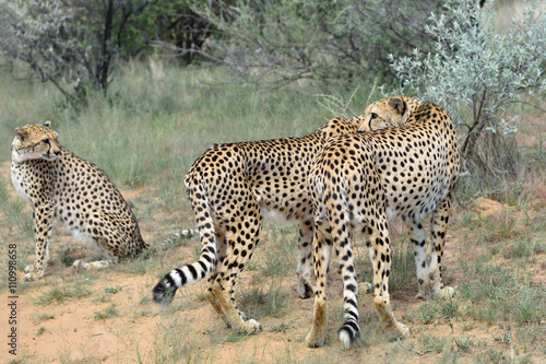 Africa. Namibia. Cheetahs