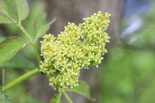 Blüten 