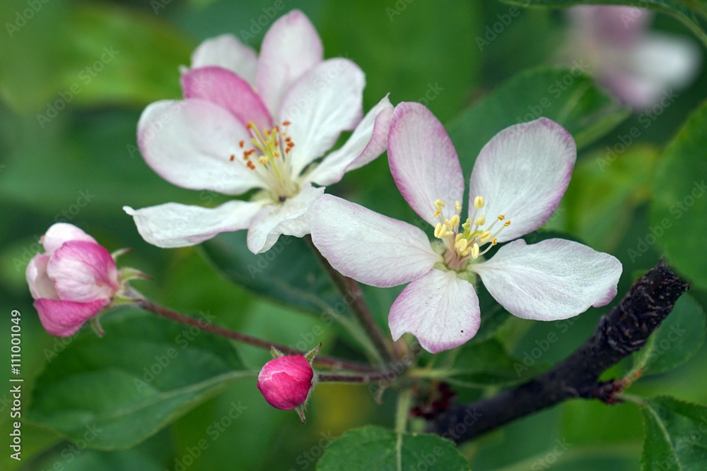 Fototapeta premium apple flower