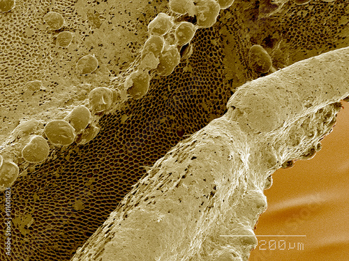 Antennal sulcus of Ambush bug SEM