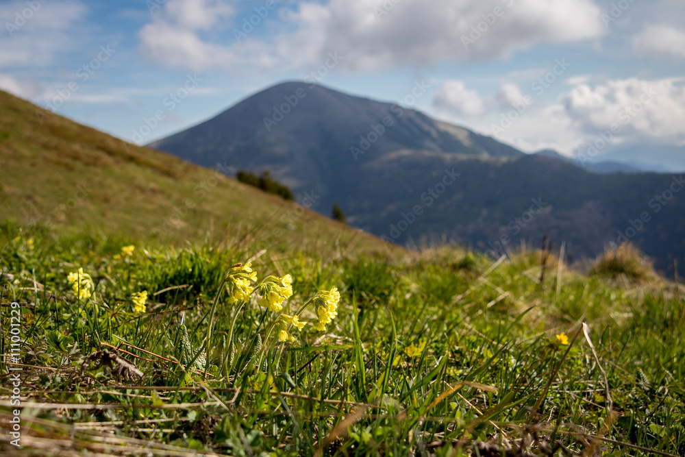 Primrose flowers on mountain spring meadow