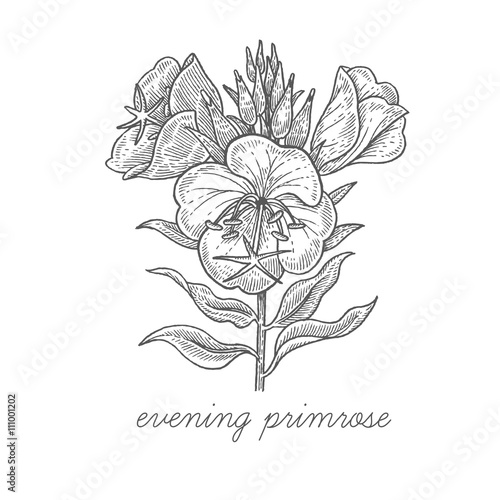 Obraz na plátně Vector image of medical plants.
