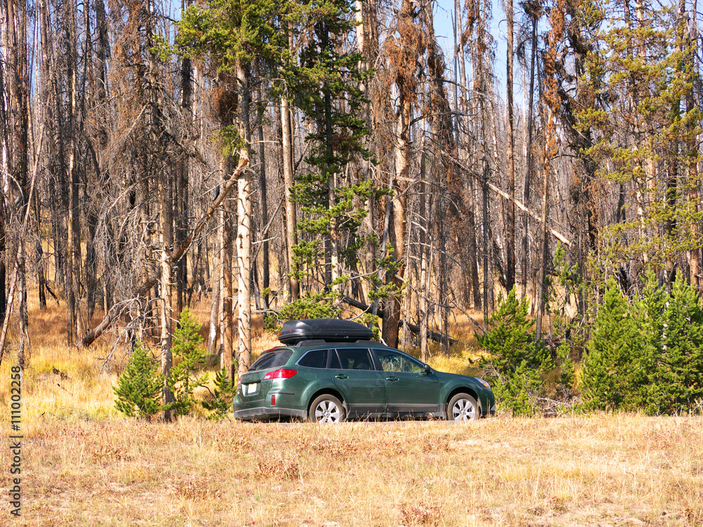 Road Trip-Yellowstone National Park- An SUV parked below towering trees in Yellowstone.
