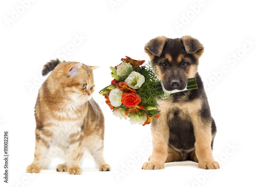 puppy and kitten and a bouquet of flowers