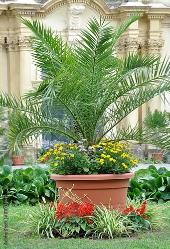 Fototapeta Naklejka Na Ścianę i Meble -  palm tree in the park