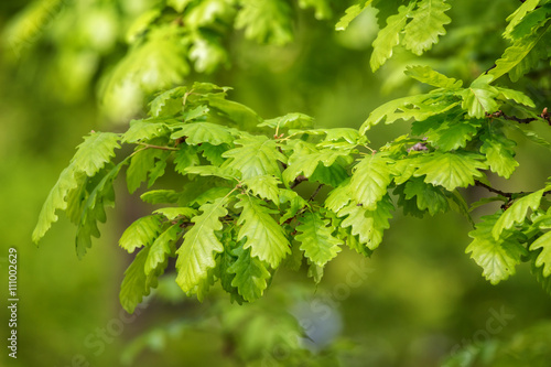 Photos Green oak leaves (Quercus petraea)