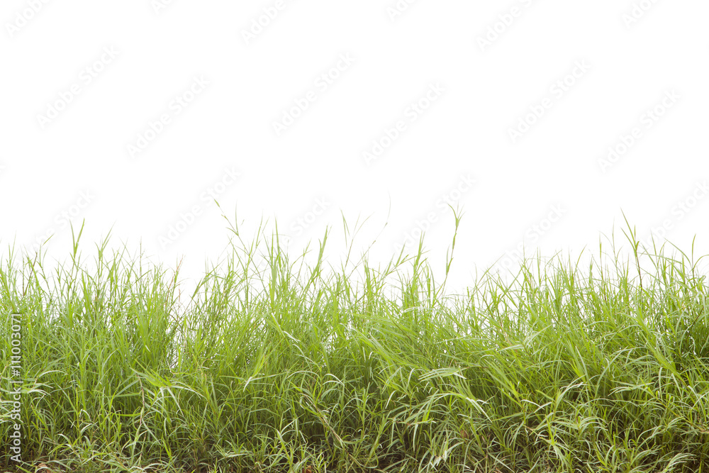 Green grass isolated on white background. Green grass isolated on white background.