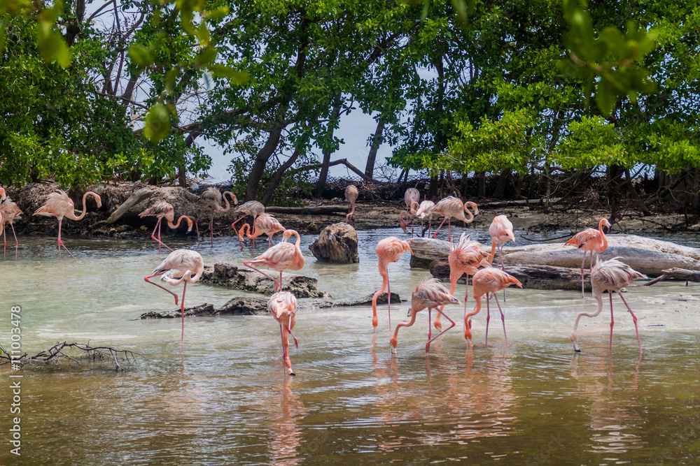 Naklejka premium Flamingos on Palma island of San Bernardo archipelago, Colombia