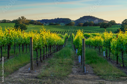 Canvas Print Sunset in the vineyards of Sonoma