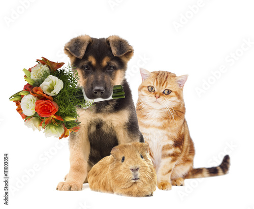Fototapeta Naklejka Na Ścianę i Meble -  puppy and kitten and a bouquet of flowers
