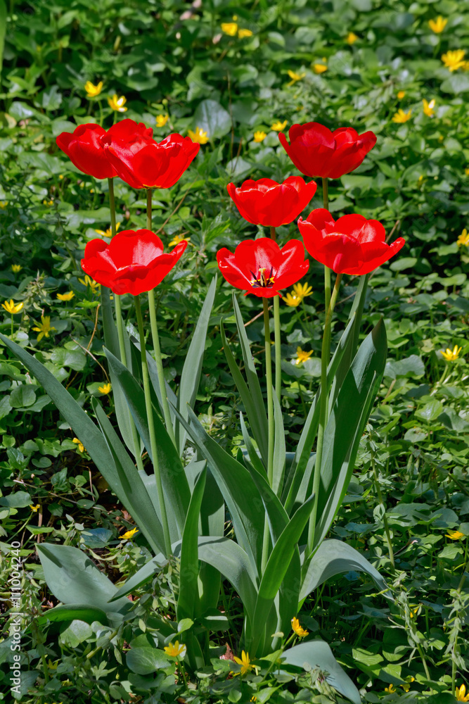 red tulips on the flowerbed in the grass red tulips on the flowerbed in the grass