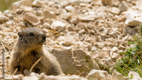 Marmot's portrait