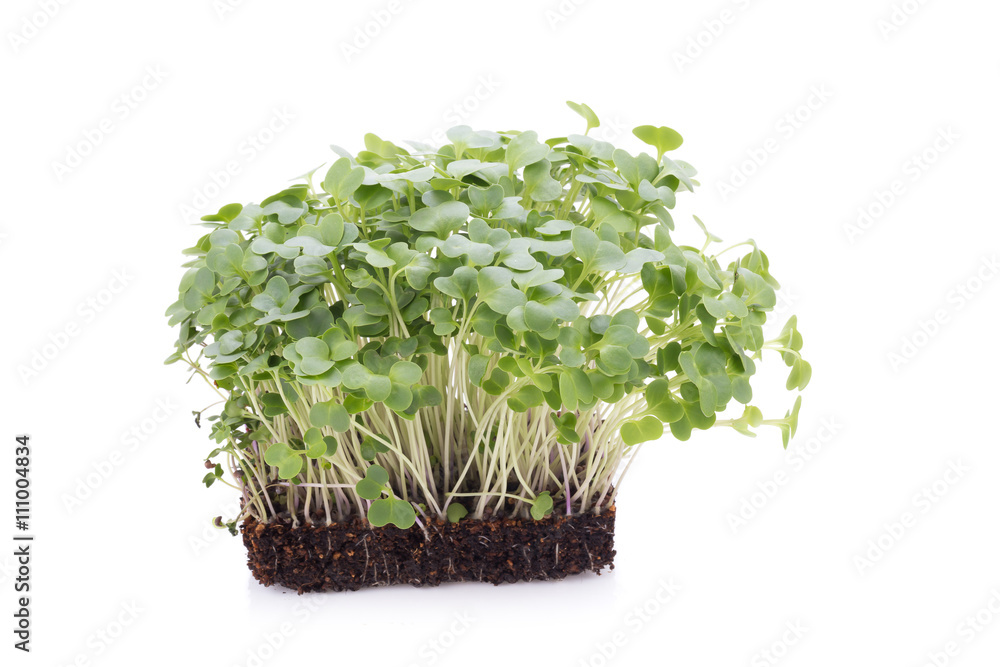 sapling of tatsoi on a white background sapling of tatsoi on a white background