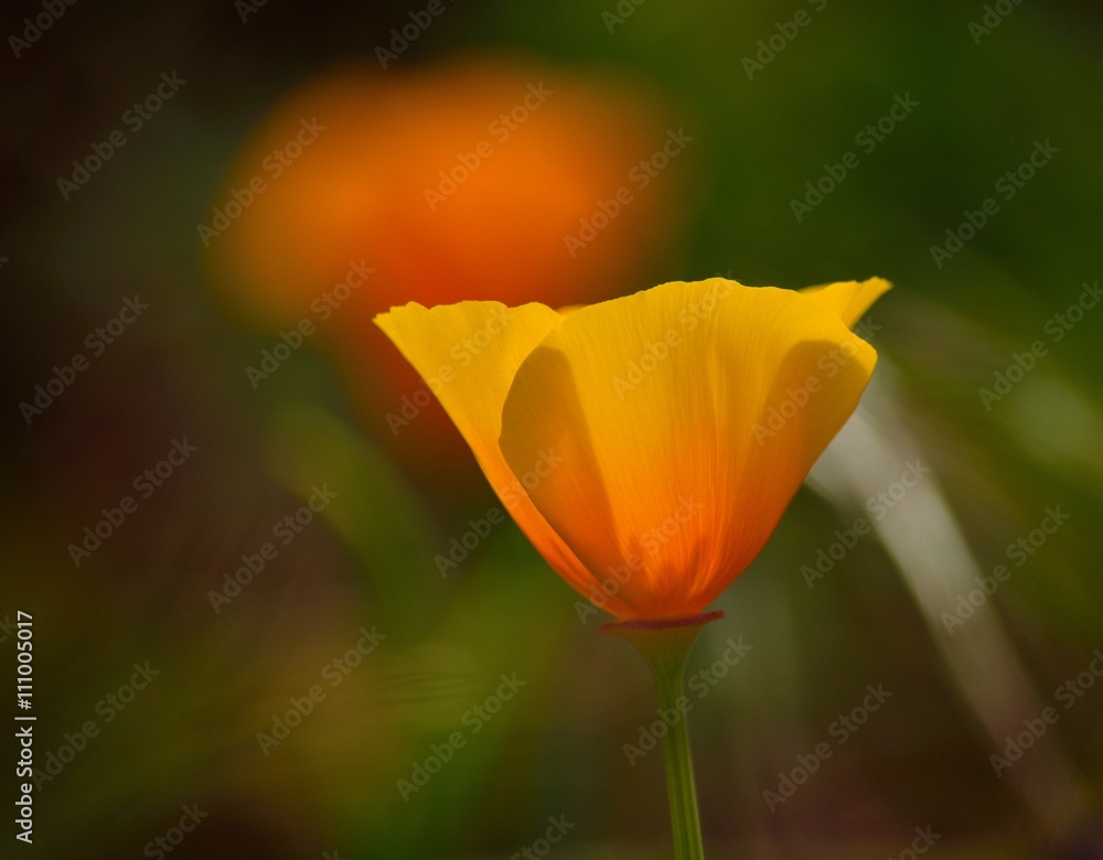 Eschscholzia californica isolated Eschscholzia californica isolated