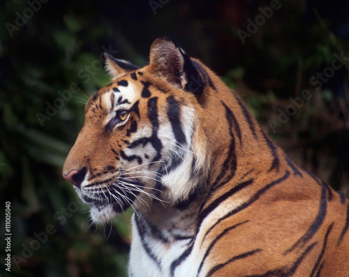 Tiger   Portrait of tiger on nature background. Focus on eye.