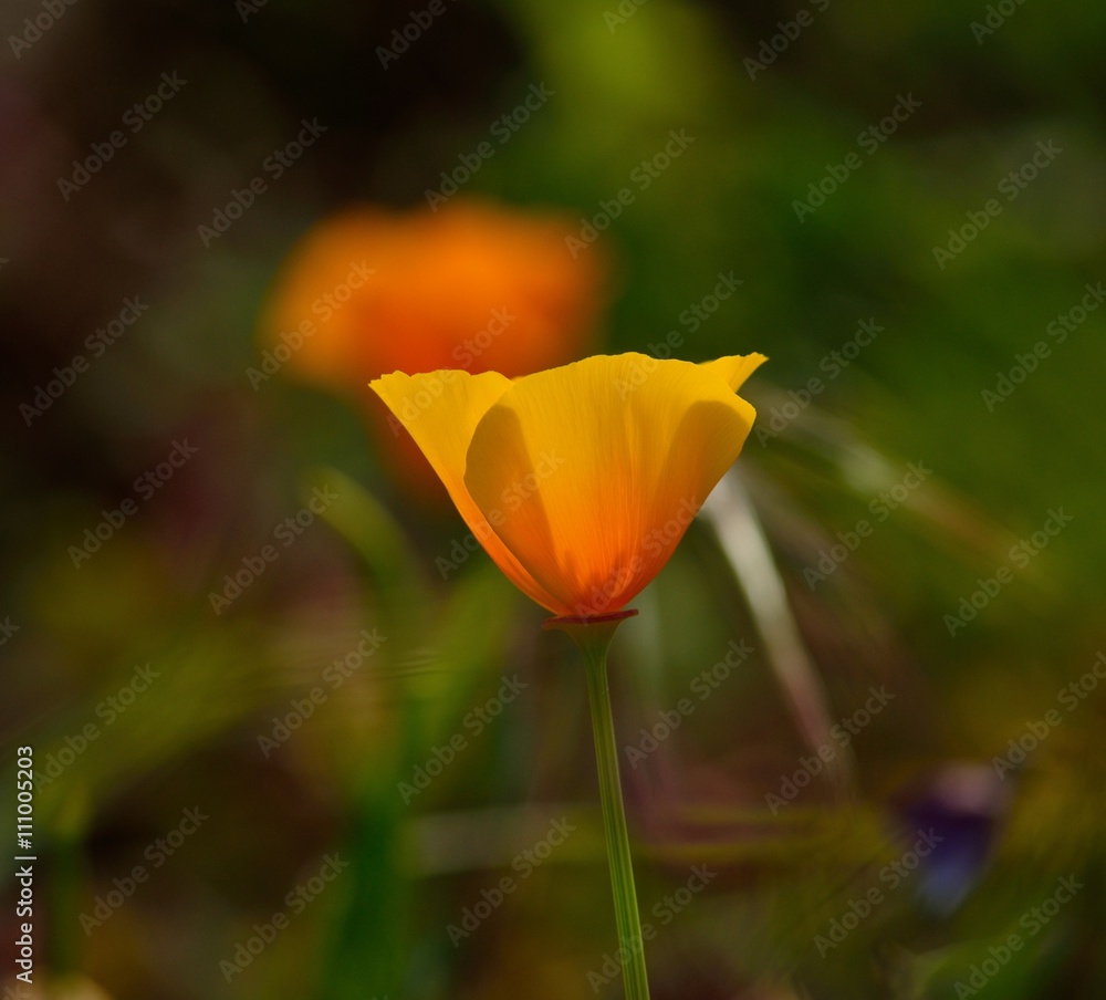Eschscholzia californica isolated Eschscholzia californica isolated