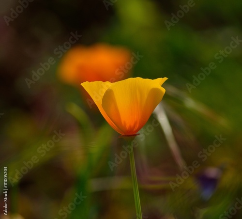 Eschscholzia californica isolated