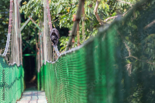 View of the Howler monkey on the hanging bridge in the jungle 