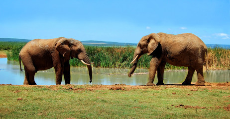 Crédence de cuisine Afrique Éléphants au point d'eau africain  © Nataly Reinch