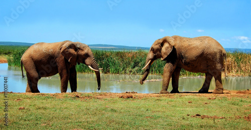 There are elephants at a watering hole.