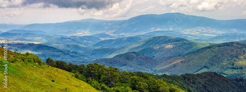 coniferous forest on a mountain slope