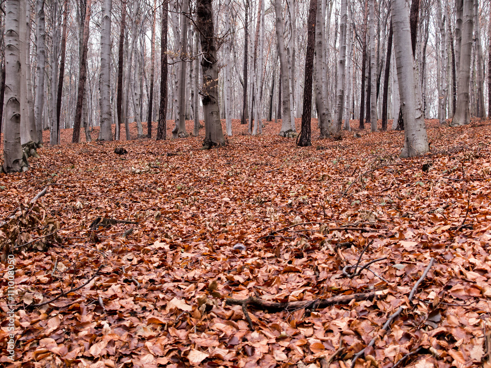 wet beech leaves fallen to the ground as the background wet beech leaves fallen to the ground as the background