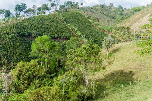 Coffee plantation near Salento, Colombia