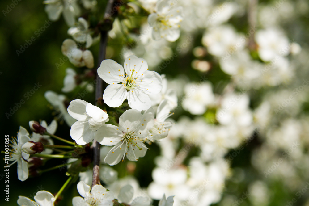 White cherry blossoms with blurred background White cherry blossoms with blurred background