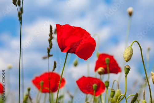 Red poppy flowers over blue sky with white clouds