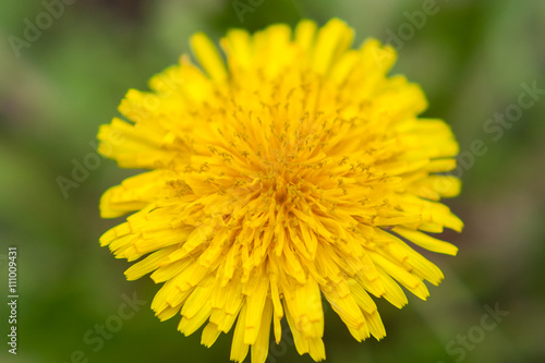 dandelion close up. yellow flower close up. yellow flower. 