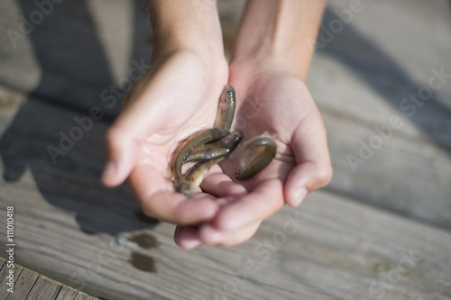 Hands of teenage boy holding bait fish on pier, Lake Superior, Gwinn, Michigan, USA photo