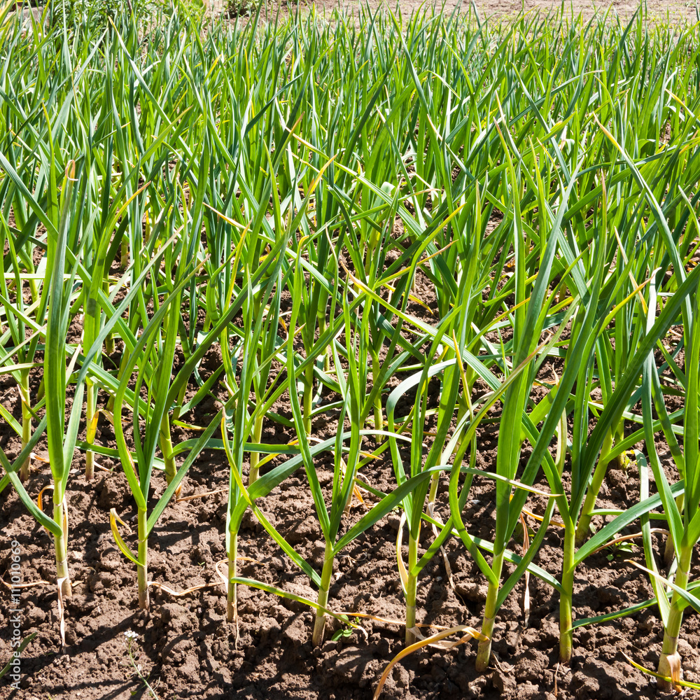 Vegetable garden with garlic seedlings Vegetable garden with garlic seedlings